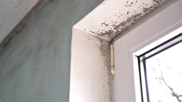 Best Local Mold Removal Service  in Mocksville, NC