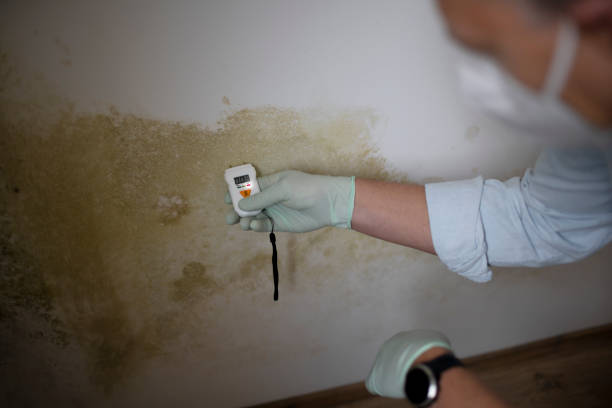 Best Mold Removal and Inspection  in Mocksville, NC