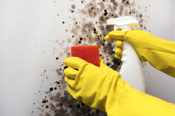 Best Crawl Space Mold Removal  in Mocksville, NC