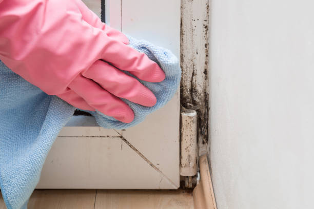 Best Local Mold Removal Service  in Mocksville, NC