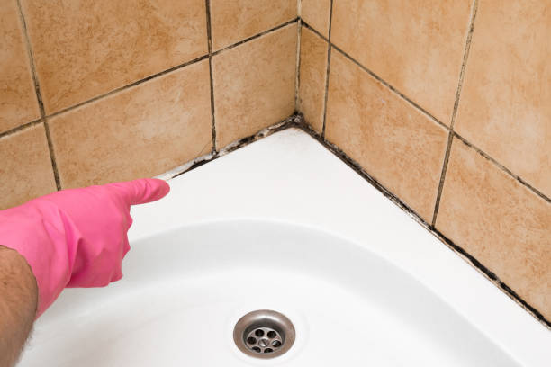 Attic Mold Removal in Mocksville, NC