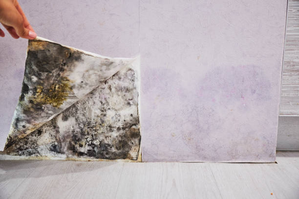 Best Best Mold Removal Companies  in Mocksville, NC